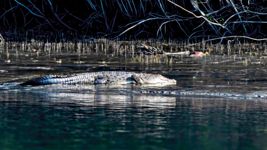 sundarbans-9.jpg