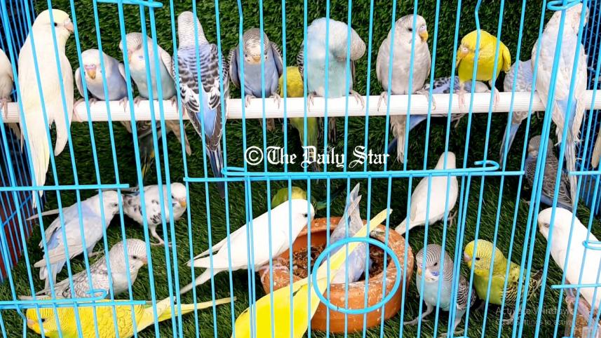 birds.jpg