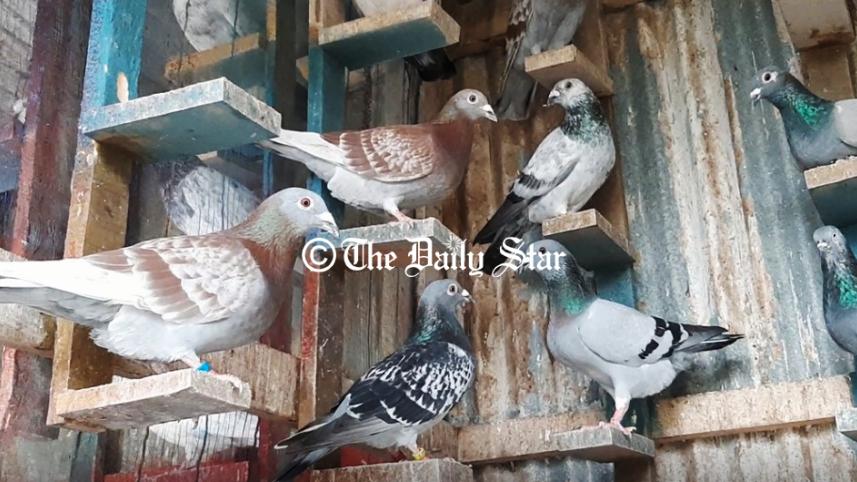 pigeon_2.jpg
