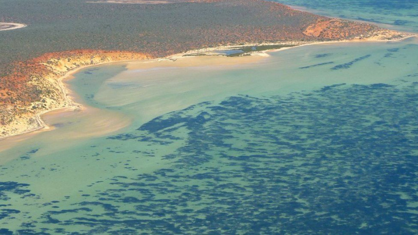 Seagrass