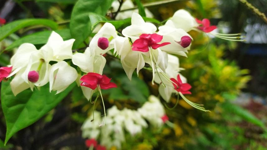 flower_1.jpg
