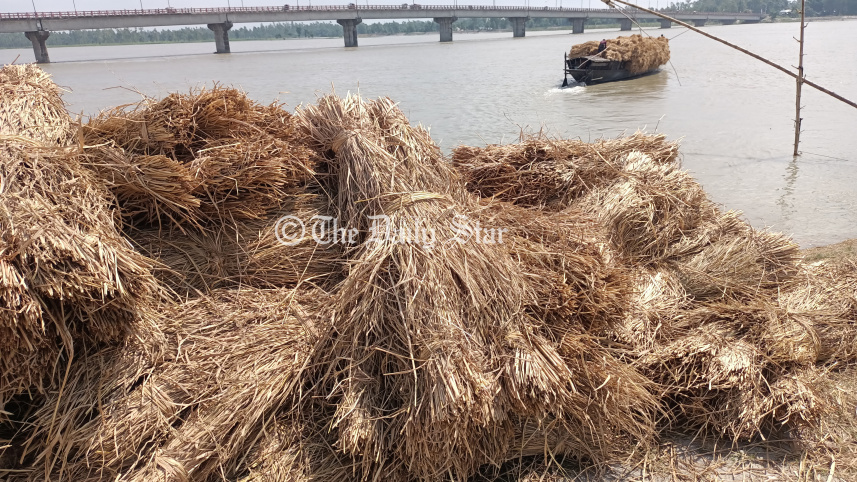 cattle_feed_3.jpg