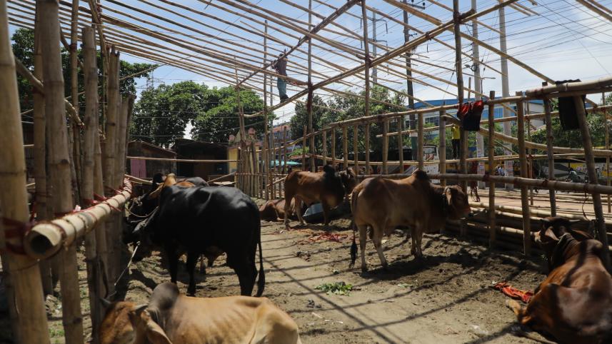 cow hut ctg