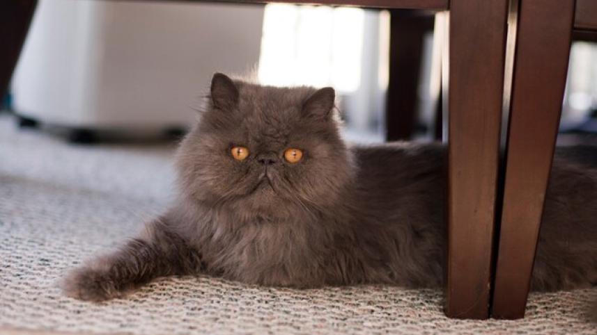 caat.jpg
