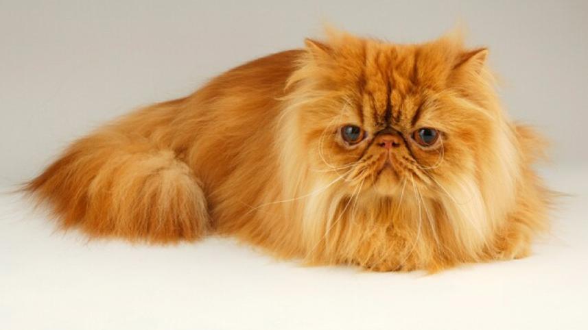 cat_1.1.jpg