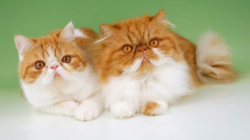 catt.jpg