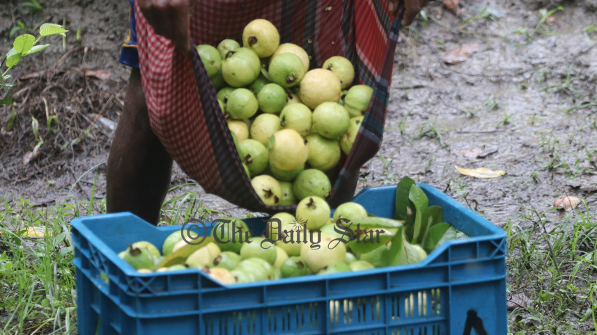 guava_3.jpg