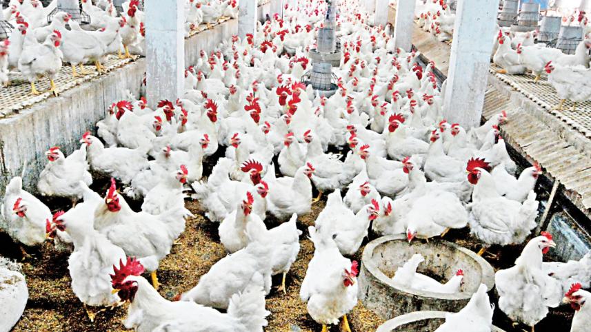 poultry.jpg