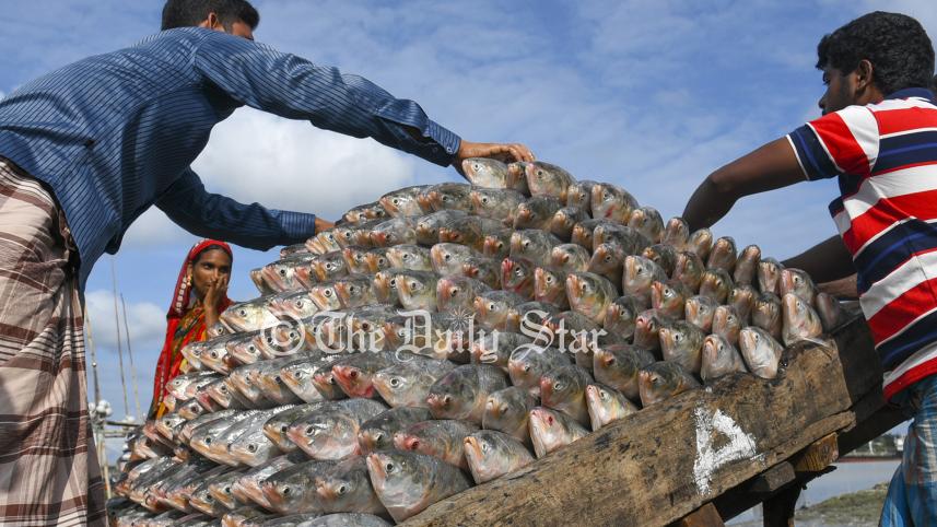 ইলিশ