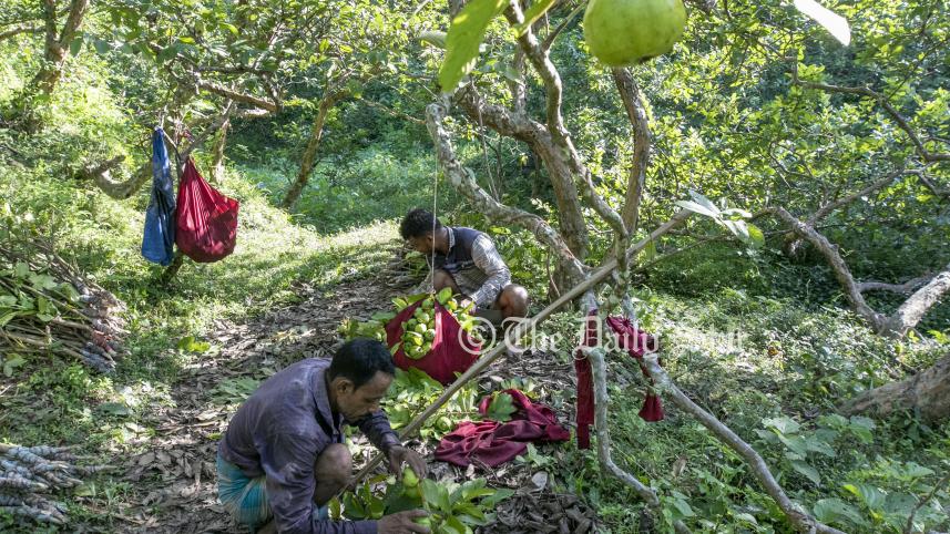 পেয়ারা