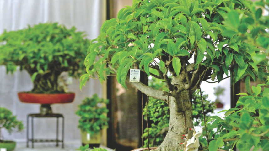 bonsai_0.jpg