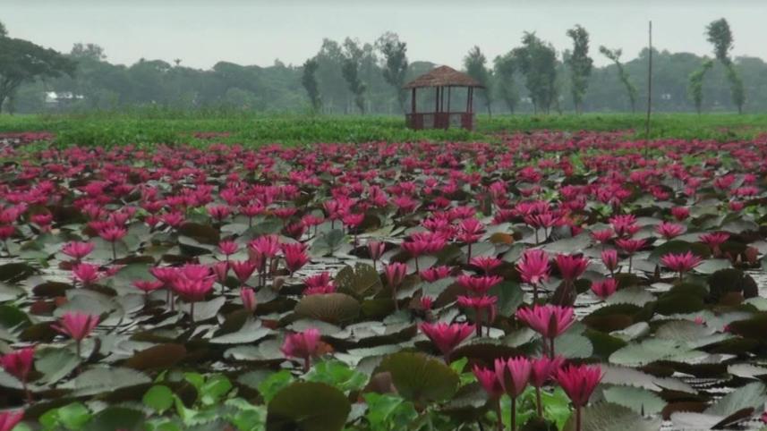 water-lily.jpg