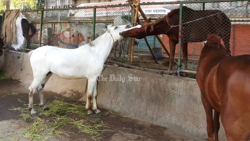 horse-5.jpg