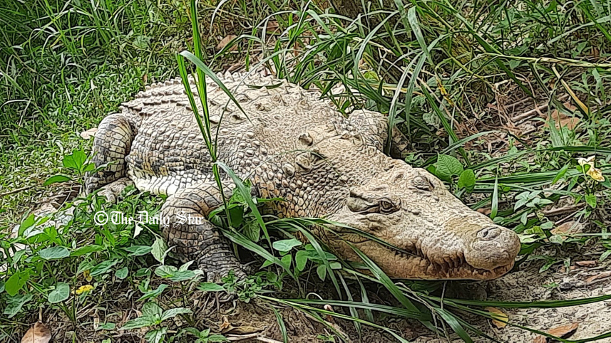 mymensingh_croc-08.jpg