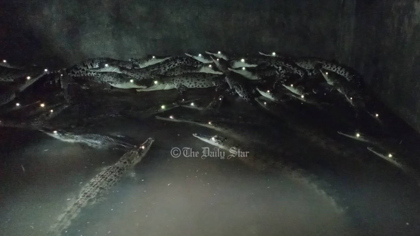mymensingh_croc_farming_-03.jpg