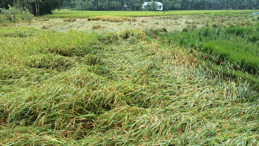lalmonirhat_aman_paddy-02_1.jpg