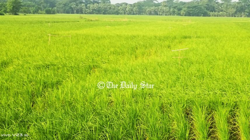 পটুয়াখালী পার্চিং পদ্ধতি