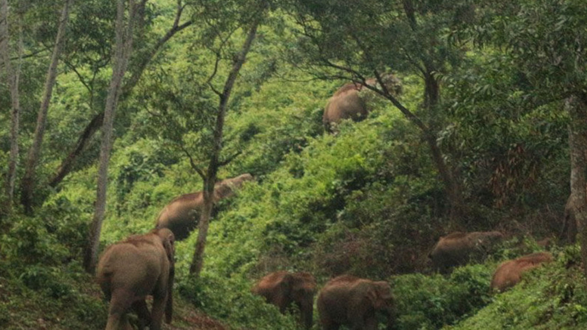 elephant.jpg