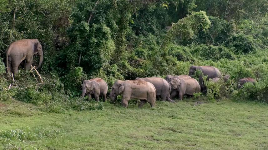 elephant.jpg