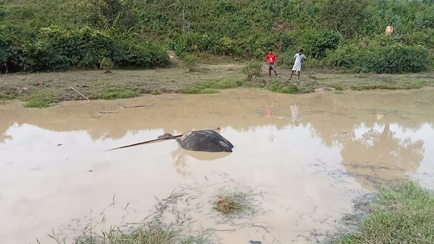 elephant.jpg
