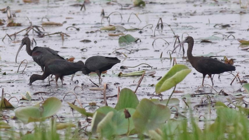 পরিযায়ী পাখি হত্যা