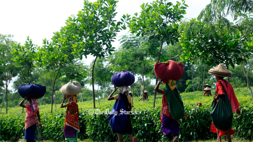 চা-শ্রমিকদের বর্ধিত মজুরির বকেয়া
