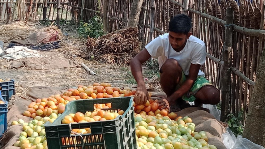 pabna-vegetable_photo-7.jpg