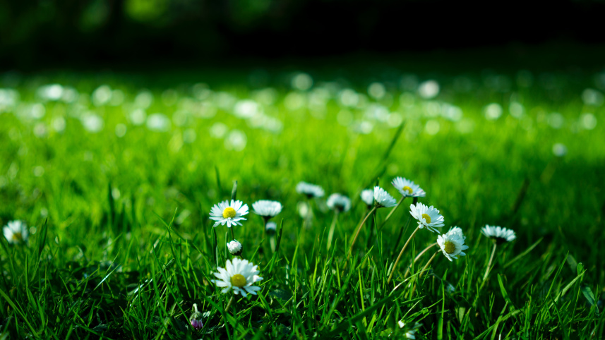 grass.jpg