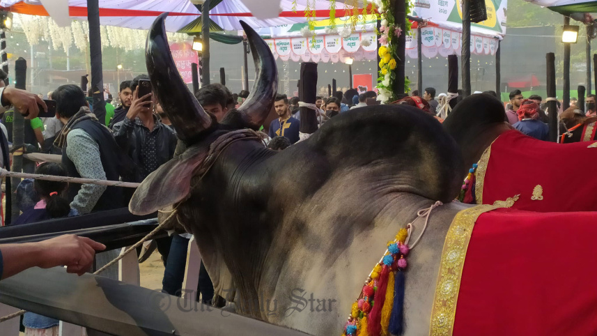 cattle-2.jpg