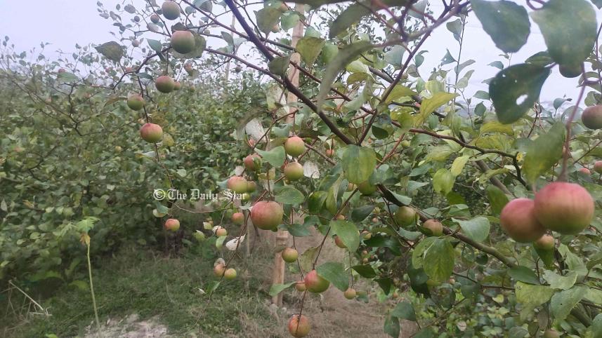 কুল চাষ