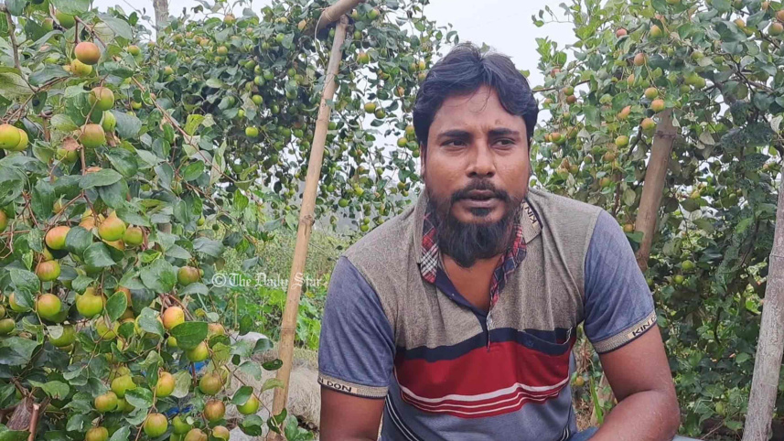 কুল চাষ