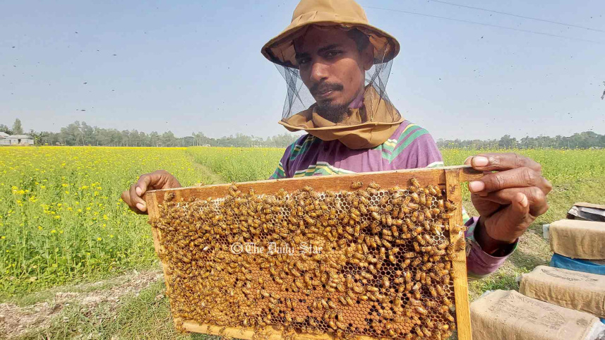 মধু চাষ
