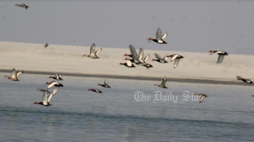 ব্রহ্মপুত্র নদ, চকোয়া পাখি,