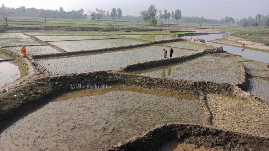 রত্নাই নদীর বুকে ধান চাষ