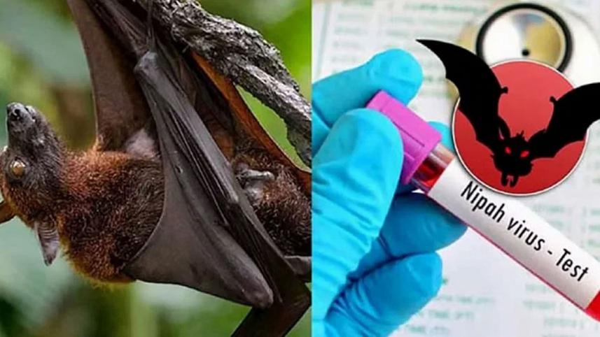nipah-pic.jpg