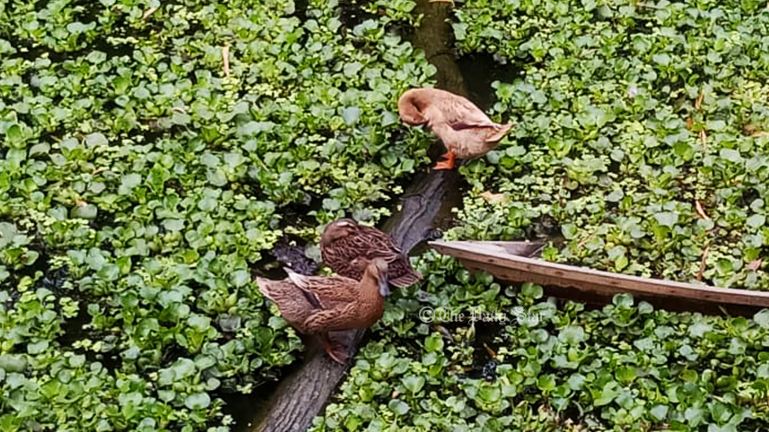 duck_f.jpg