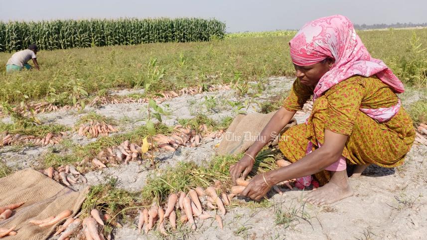 lalmonirhat_carrot1_2apr23.jpg