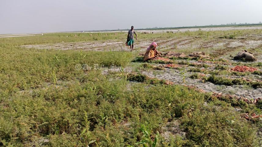 lalmonirhat_carrot_2apr23.jpg