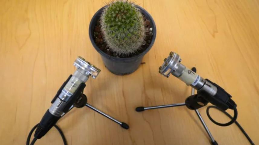 plant.jpg