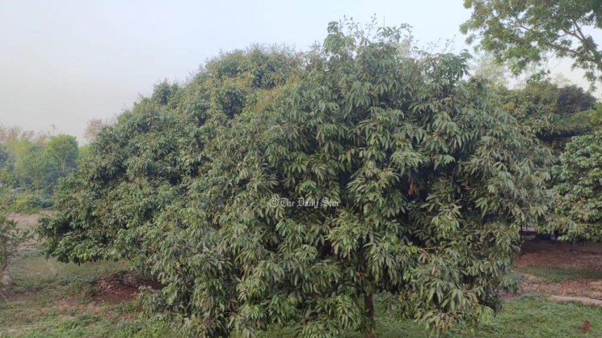 pabna_photo_2.jpg