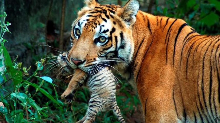 ভারতের গুয়াহাটি শহরে অবস্থিত একটি অভয়ারন্যে বাঘ মাতা তার সন্তানকে মুখে করে নিয়ে যাচ্ছে। ফাইল ছবি: রয়টার্স