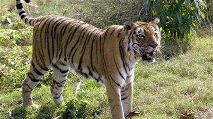 ভারতের শিলিগুড়ির কাছাকাছি অবস্থিত জাতীয় উদ্যানে রয়েল বেঙ্গল টাইগার তার স্বমহিমায় উপস্থিত। ছবি: রয়টার্স