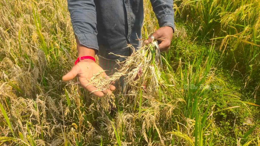 ধানে ব্লাস্ট রোগ