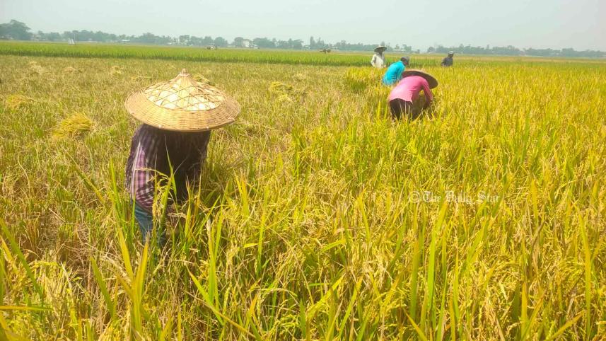 ধানে ব্লাস্ট রোগ