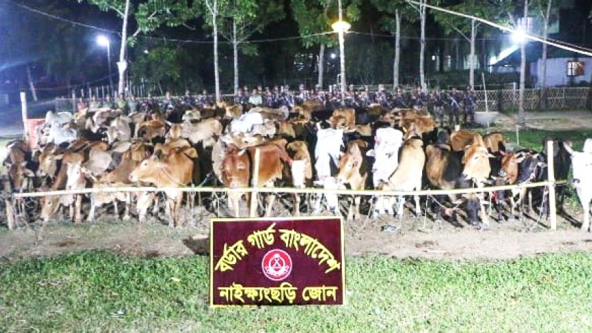 গরু.jpg