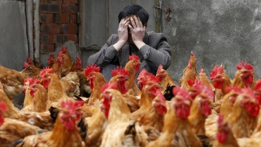 Bird Flu
