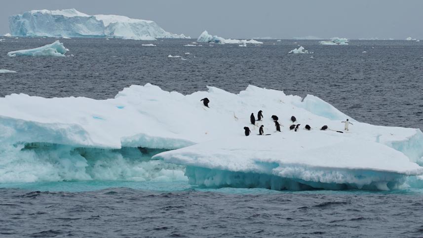 antactica.jpg