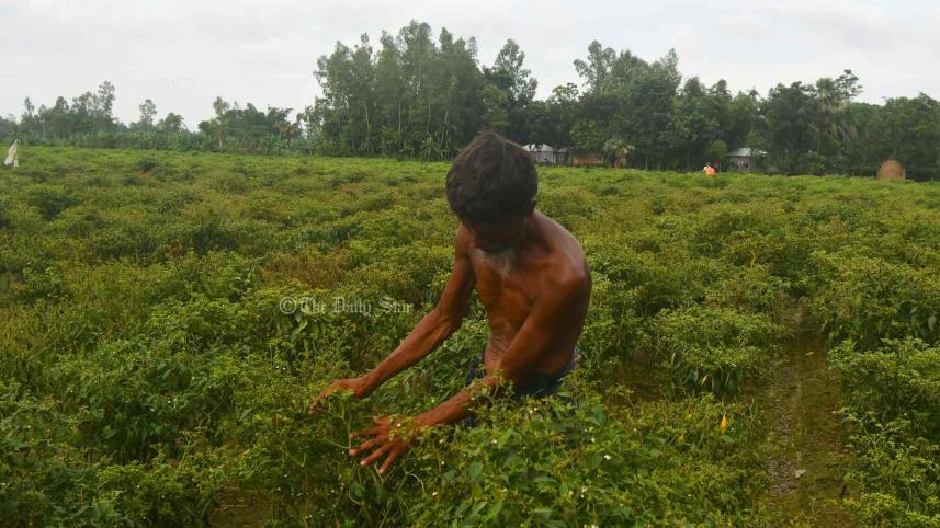 কাঁচা মরিচ