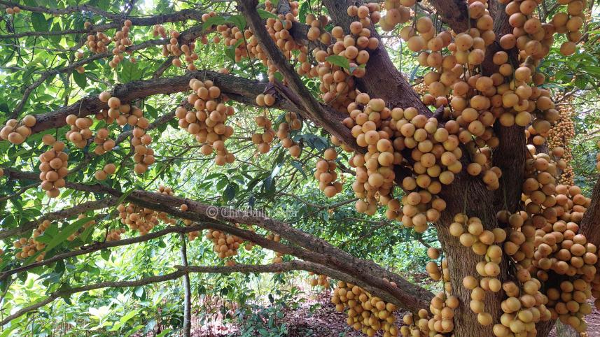 লটকন
