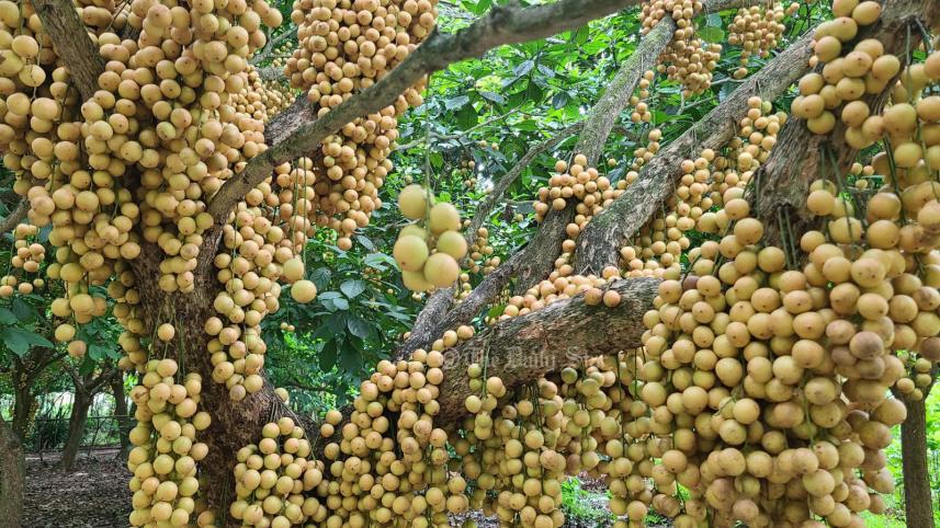 লটকন